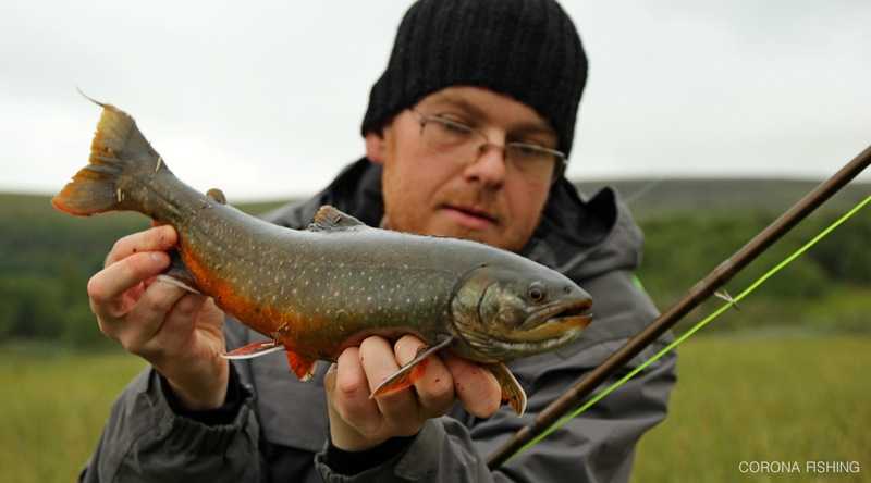 Tam gdzie zaczynają się strumienie.